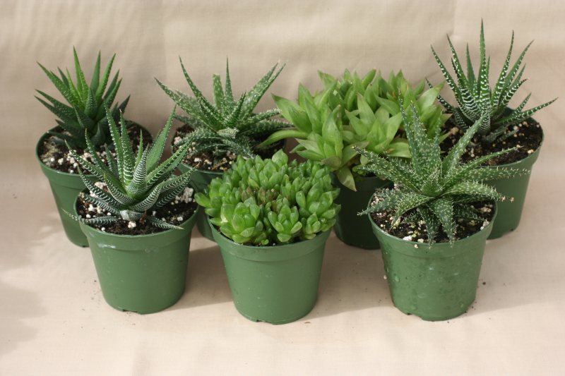 3" pot Haworthias Assortment